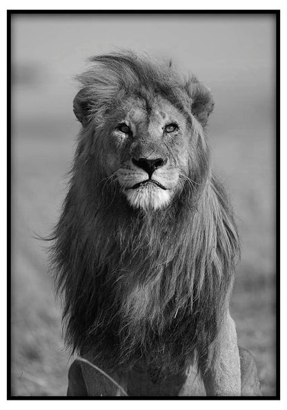 African Lion - @manuelramos