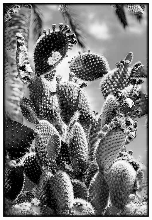 Black and White Cactus - @germanvalle