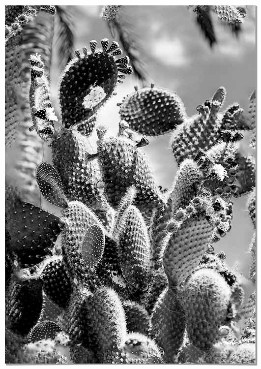 Black and White Cactus - @germanvalle