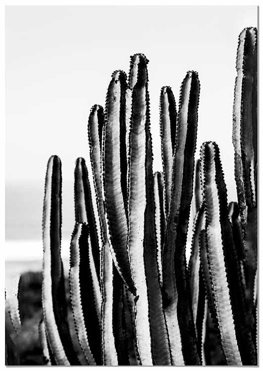 Cactus - @germanvalle