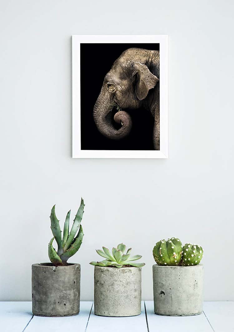 Elephant Profile - @manuelramos