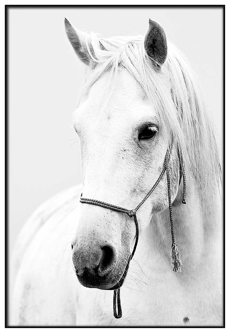 Horse - @manuelramos