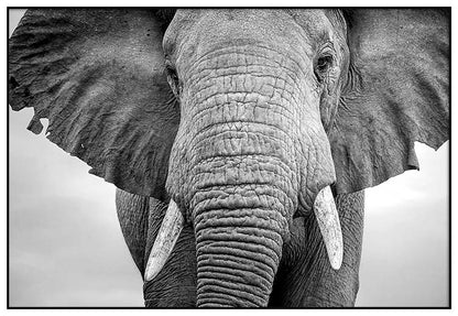 Elephant - @manuelramos