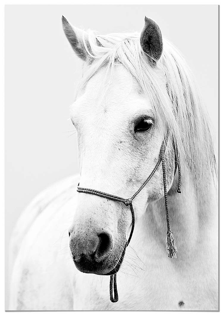 Horse - @manuelramos