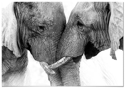 Elephant Couple - @manuelramos