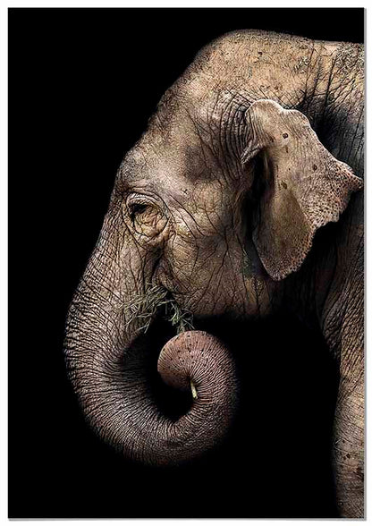 Elephant Profile - @manuelramos