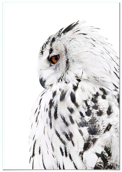 Owl Left Profile - @manuelramos