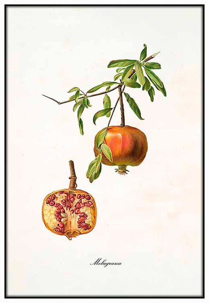 Vintage Pomegranate - @germanvalle