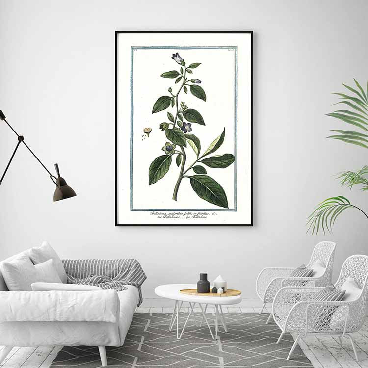 Belladonna Botanical Illustration - @germanvalle