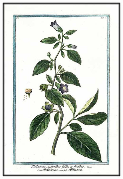 Belladonna Botanical Illustration - @germanvalle