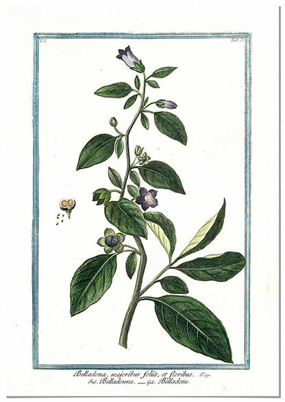Belladonna Botanical Illustration - @germanvalle