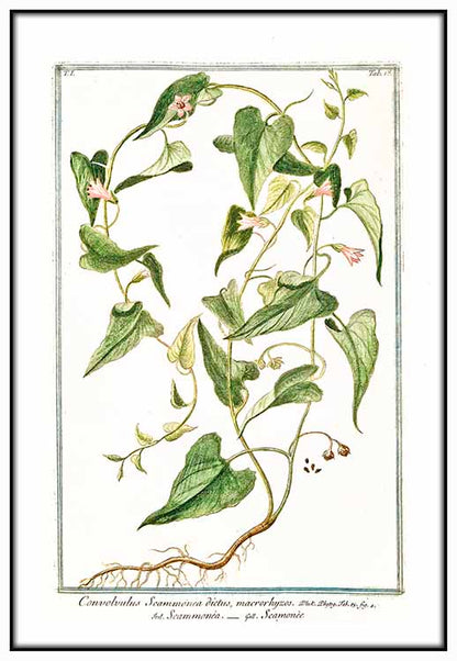 Convolvus Botanical Illustration - @germanvalle