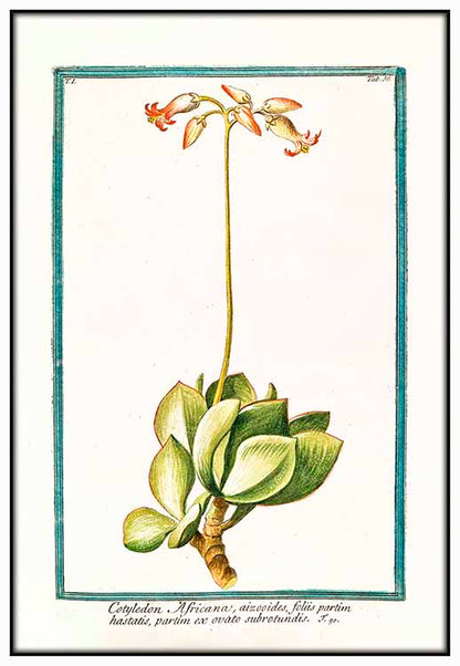 Cotyledon Botanical Illustration - @germanvalle