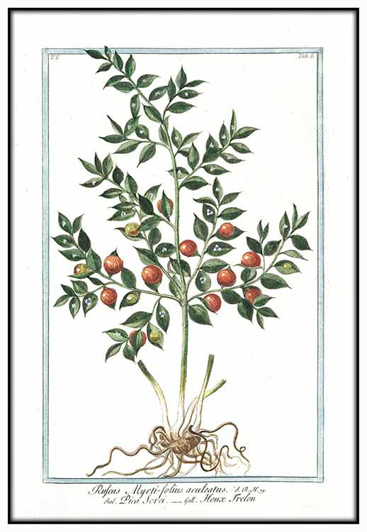 Ruscus Botanical Illustration - @germanvalle