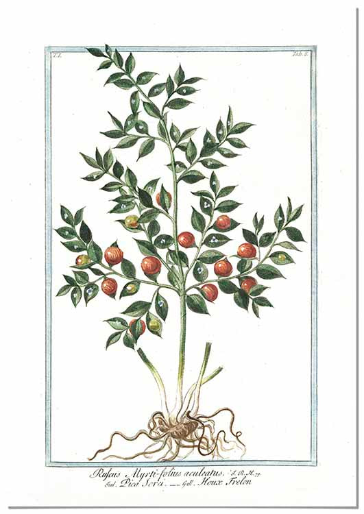 Ruscus Botanical Illustration - @germanvalle