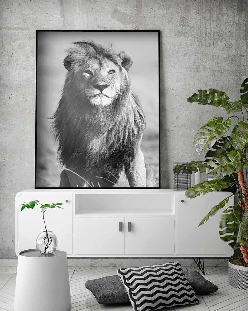 African Lion - @manuelramos