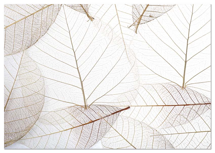 Light Leaves - @germanvalle