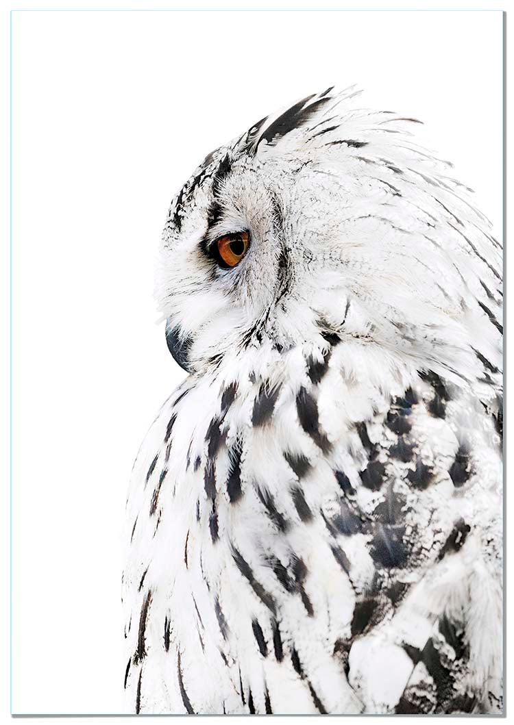 Owl Left Profile - @manuelramos