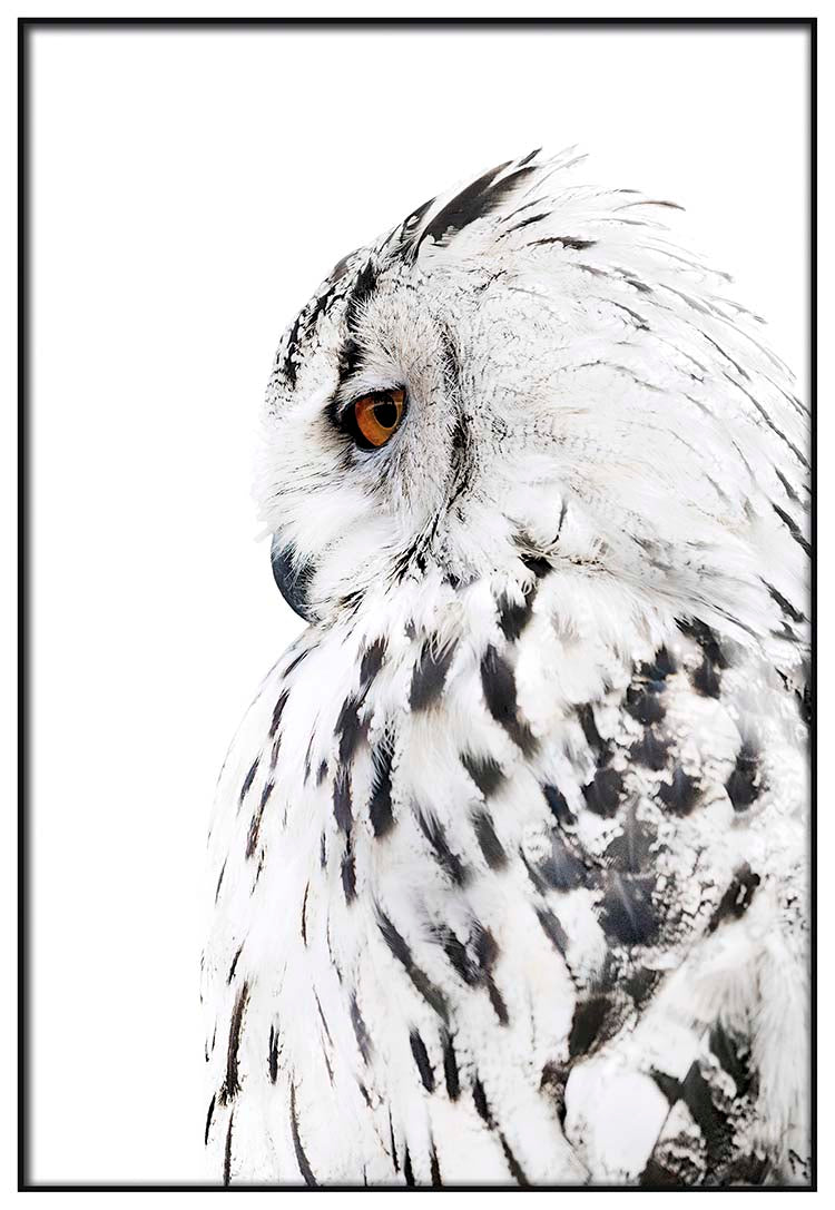 Owl Left Profile - @manuelramos