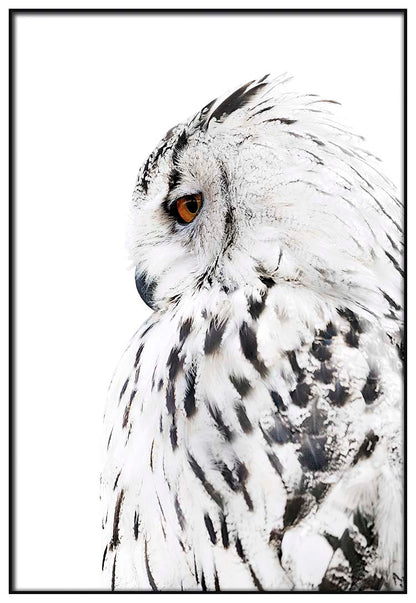 Owl Left Profile - @manuelramos