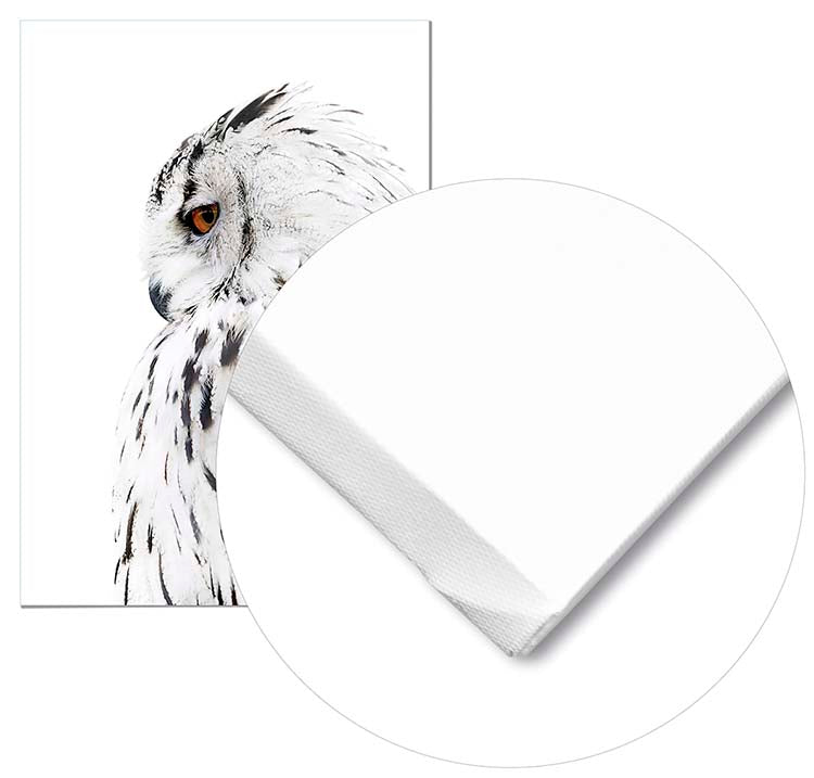 Owl Left Profile - @manuelramos