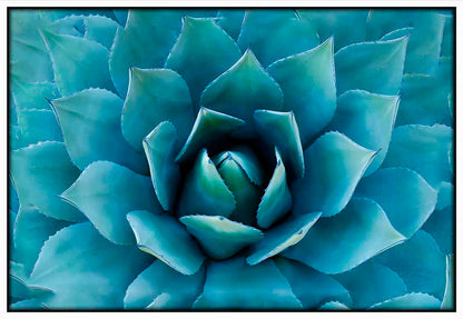 Agave Plant - @germanvalle