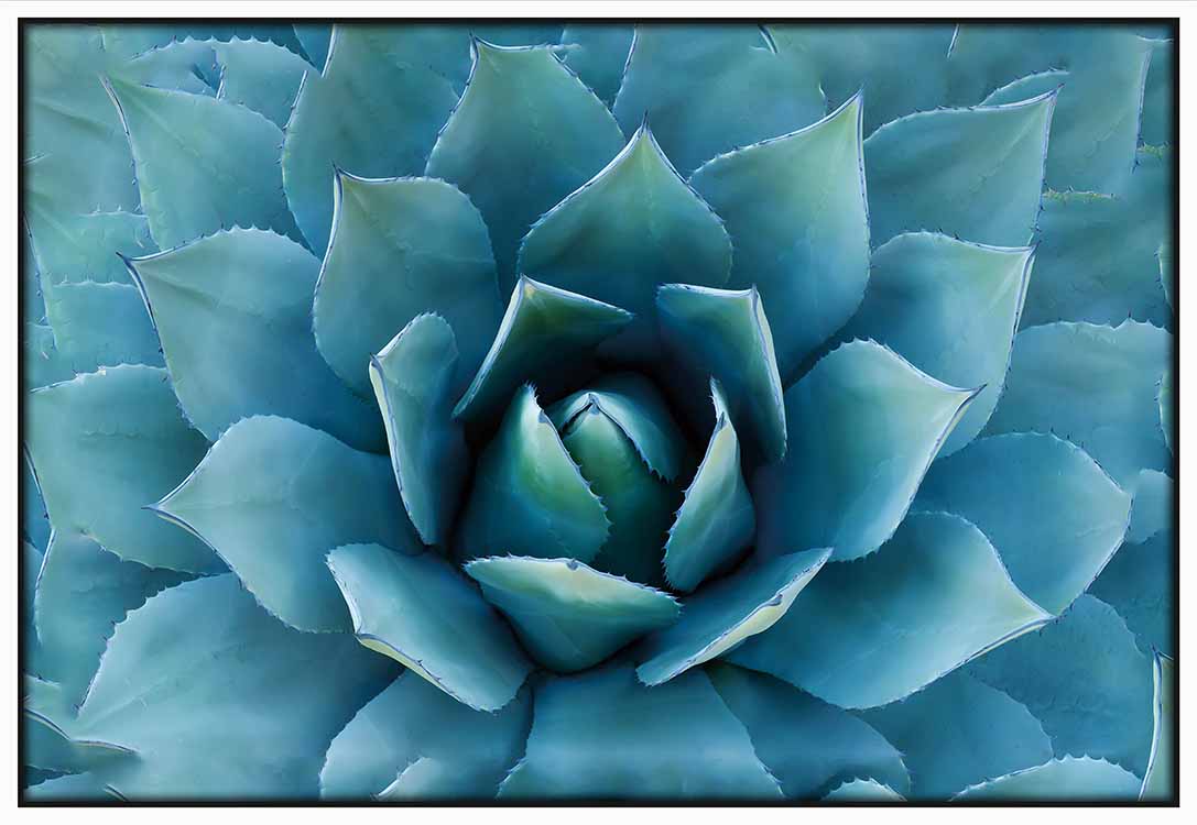 Agave Plant - @germanvalle