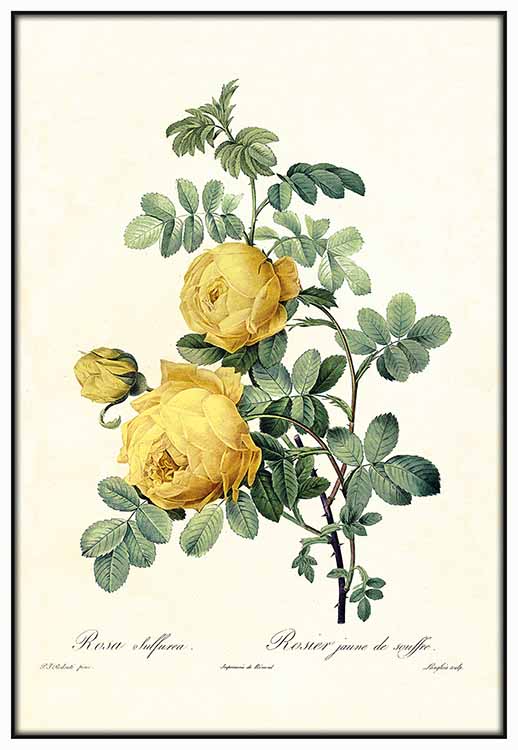 Vintage Yellow Rose - @germanvalle