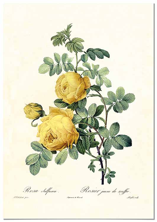 Vintage Yellow Rose - @germanvalle