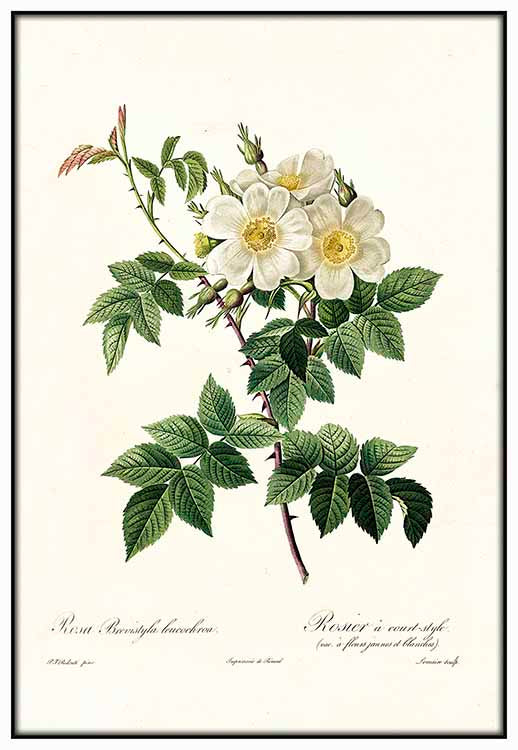 Vintage White Rose - @germanvalle