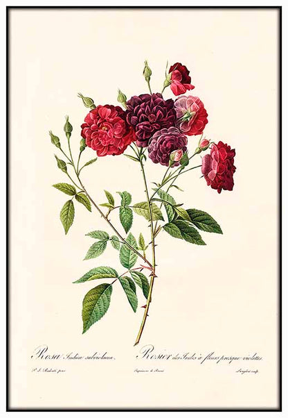 Vintage Burgundy Rose - @germanvalle