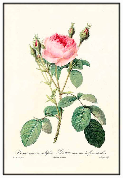Pink Vintage Rose - @germanvalle